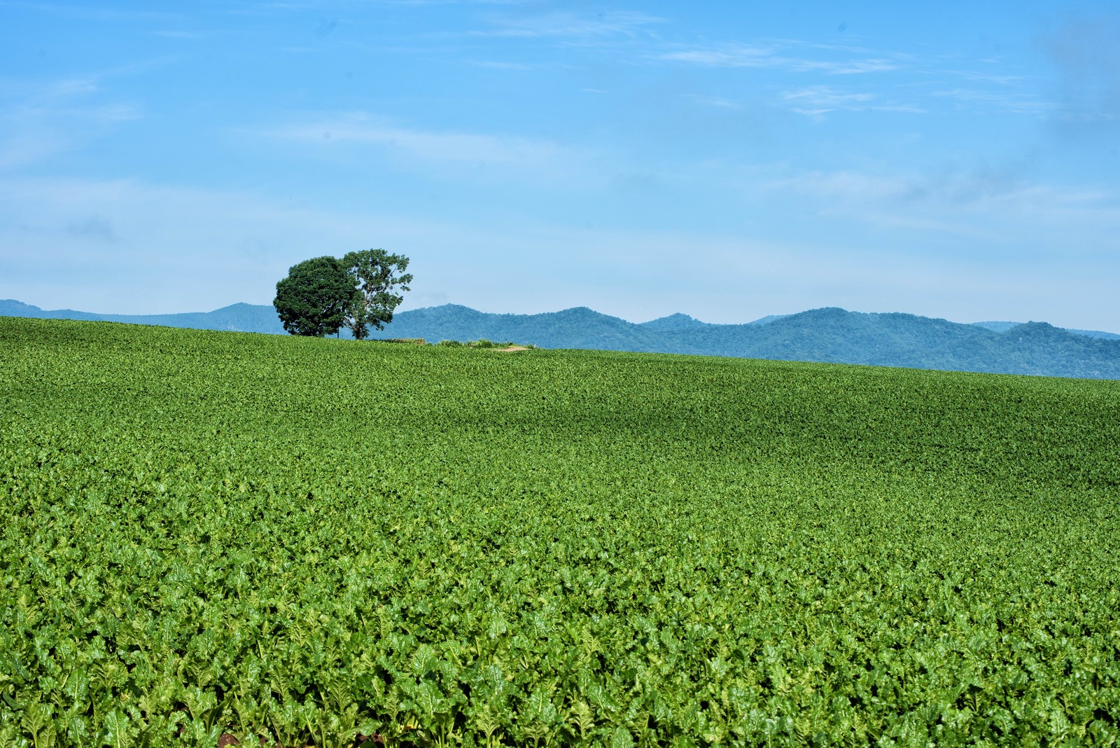 田舎暮らし研究所（記事）